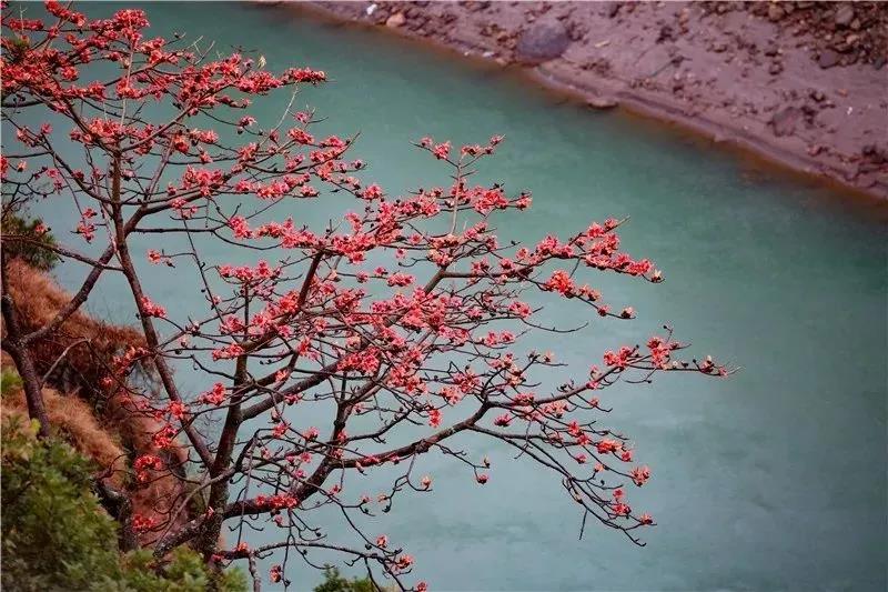 春到怒江，木棉斗艷，鳥兒、松鼠一起把春鬧……